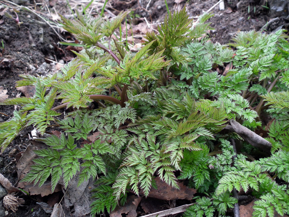 Image of Anthriscus sylvestris specimen.