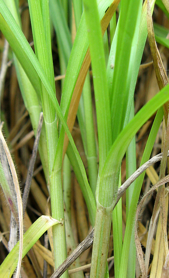 Image of Carex otrubae specimen.