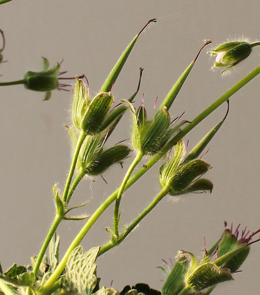 Image of Geranium renardii specimen.