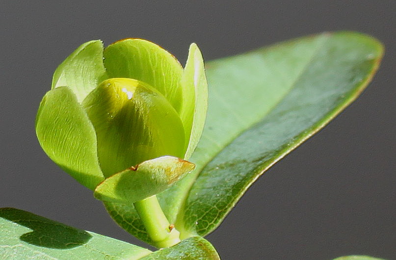 Image of Hypericum calycinum specimen.