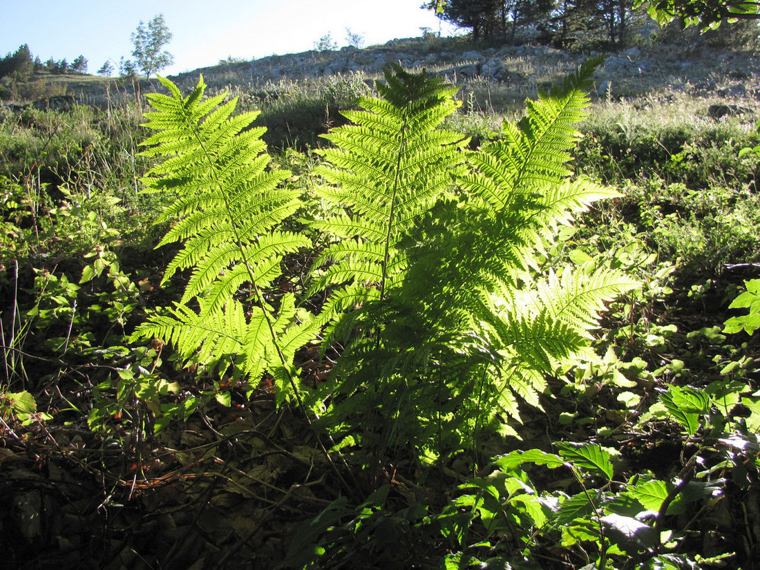 Image of Dryopteris filix-mas specimen.