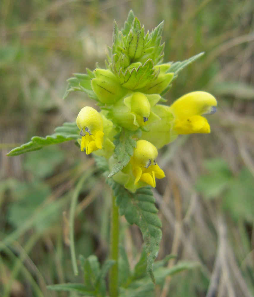 Изображение особи Rhinanthus schischkinii.