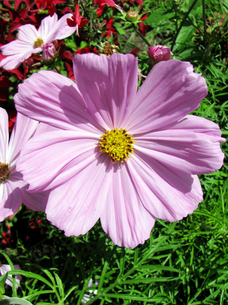 Image of Cosmos bipinnatus specimen.