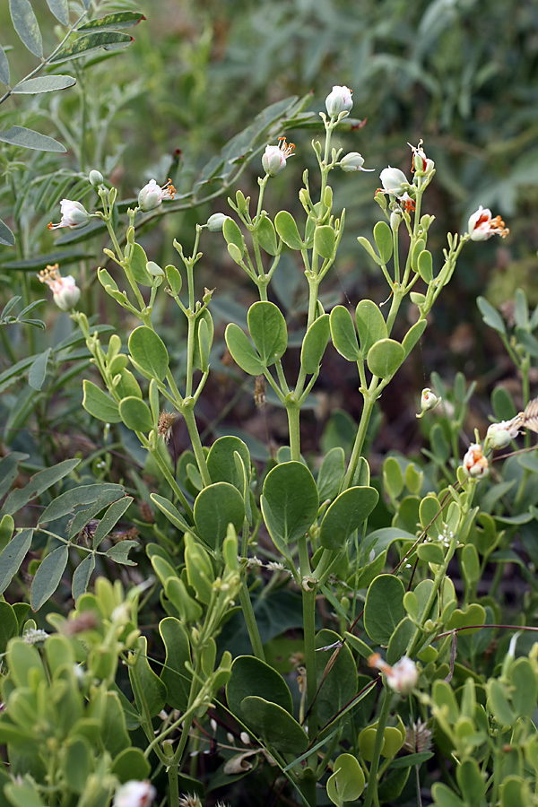 Image of Zygophyllum fabago ssp. orientale specimen.