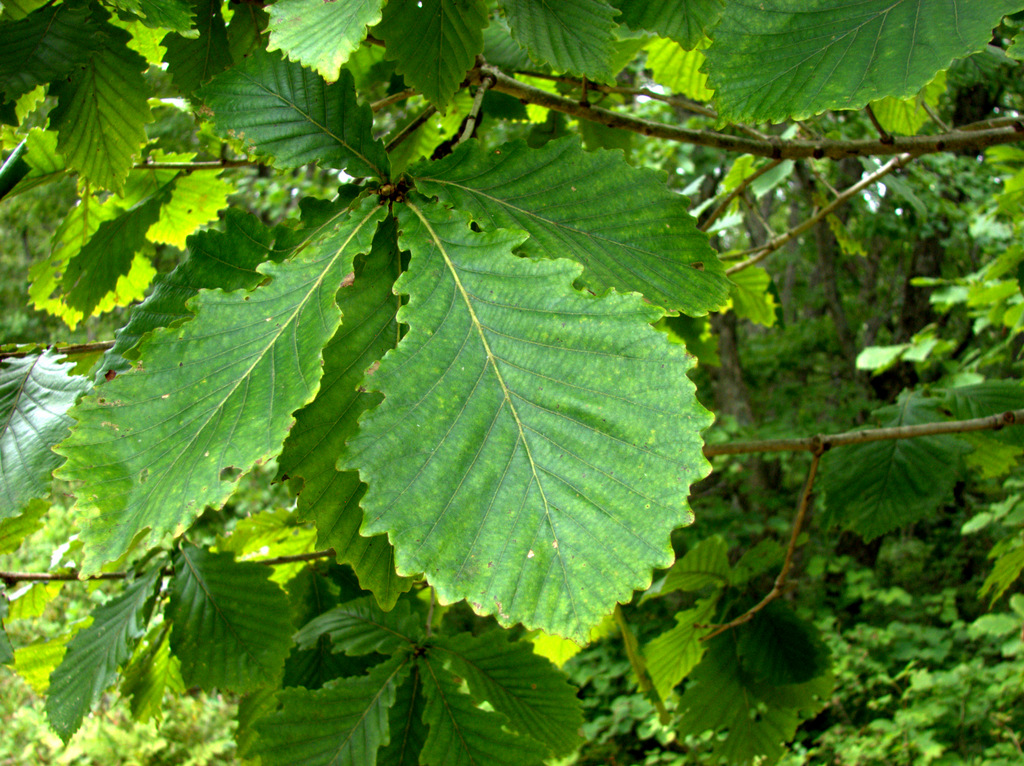 Image of Quercus crispula specimen.