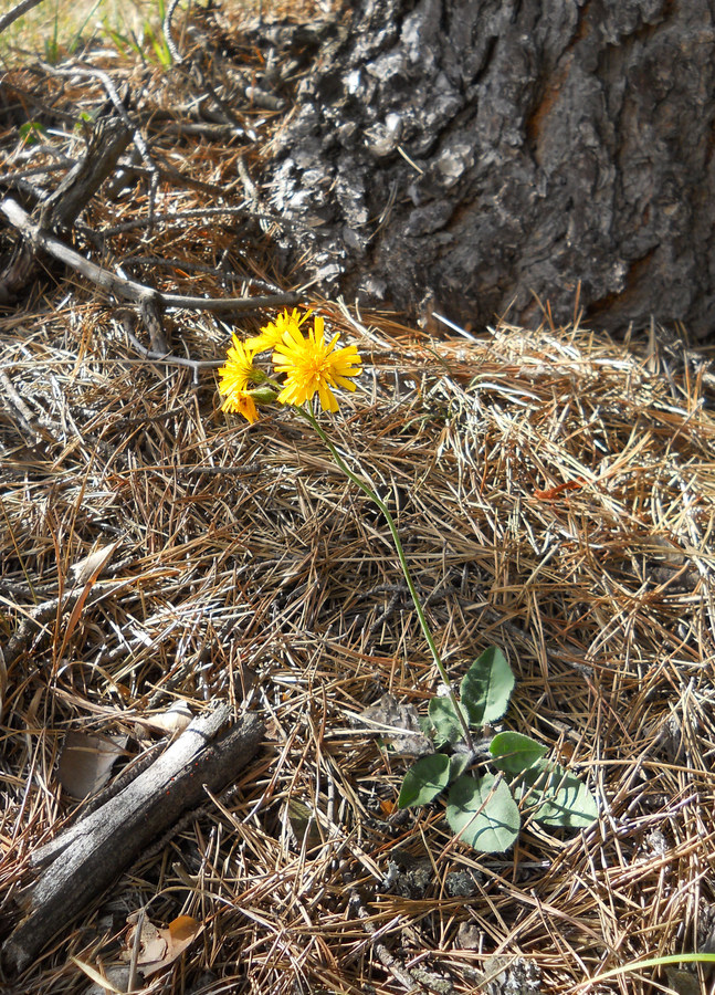 Image of genus Hieracium specimen.