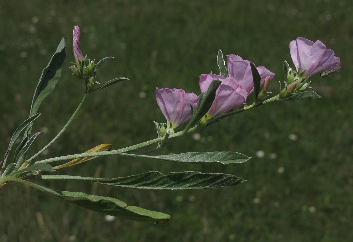 Изображение особи Convolvulus lineatus.