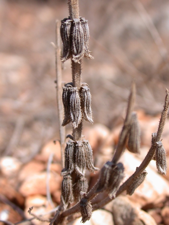 Image of Salvia viridis specimen.