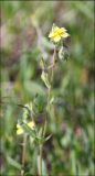 Helianthemum salicifolium