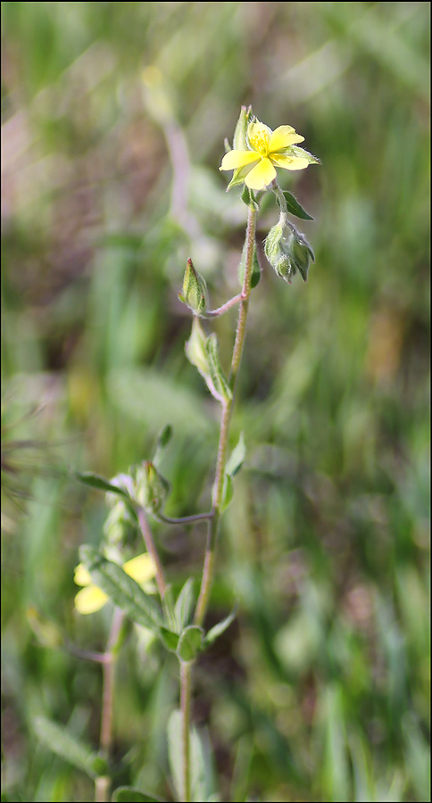 Image of Helianthemum salicifolium specimen.