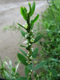 Polygonum aviculare. Верхушка побега с цветками. Иркутская обл., г. Бодайбо, правый борт долины р. Витим, обочина грунтовой дороги. 22.07.2012.