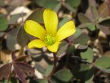 Oxalis corniculata. Цветок. Украина, г. Запорожье, Запорожский детский ботанический сад. 19.06.2009.