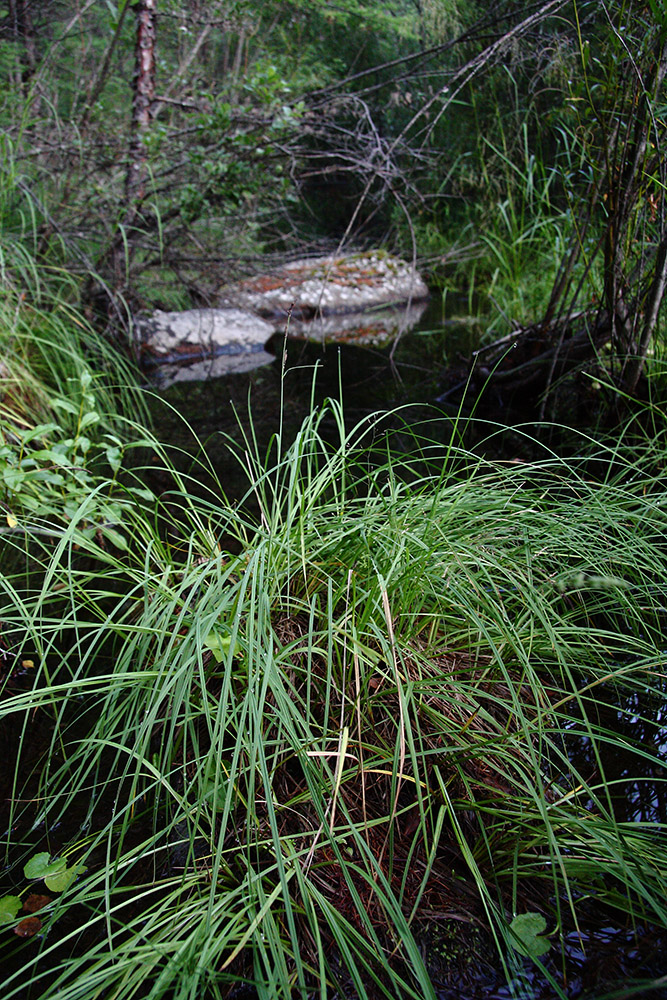 Image of genus Carex specimen.