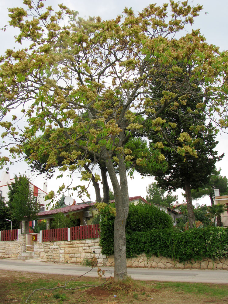 Изображение особи Ailanthus altissima.