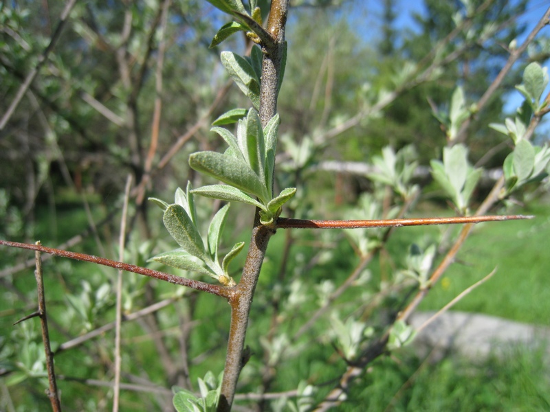 Image of Elaeagnus angustifolia specimen.