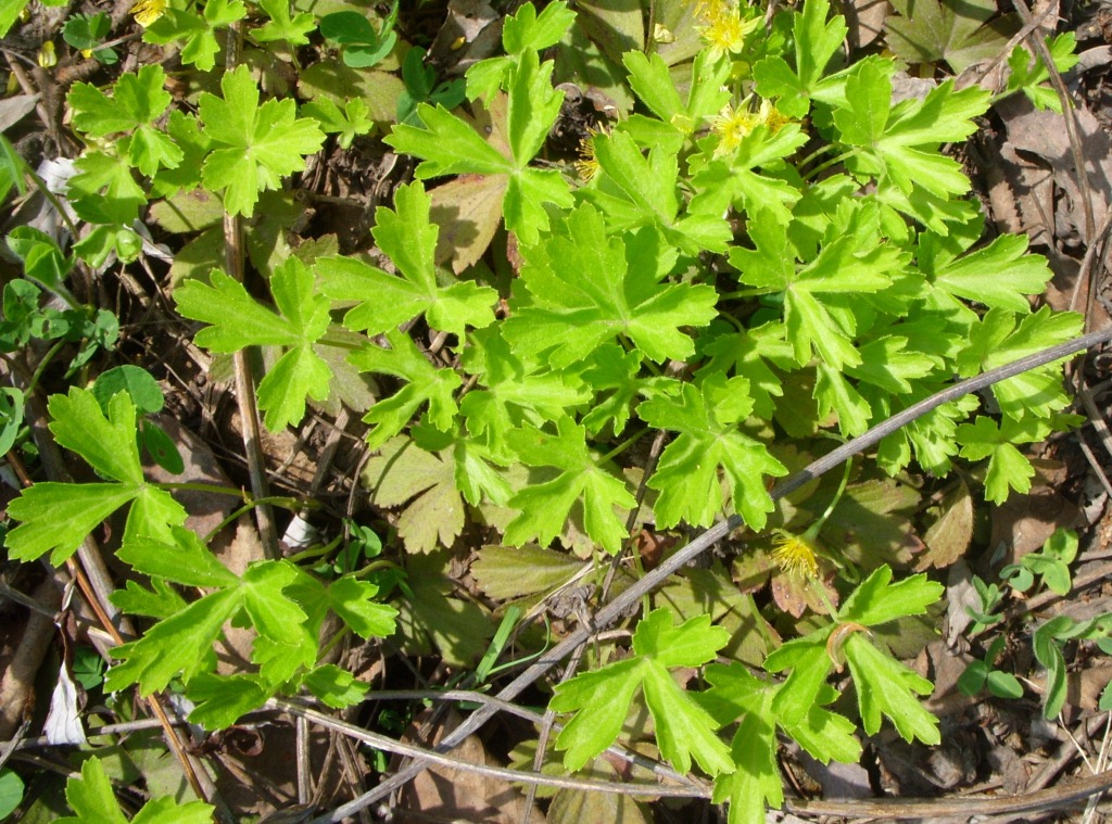 Изображение особи Waldsteinia ternata ssp. maximowicziana.