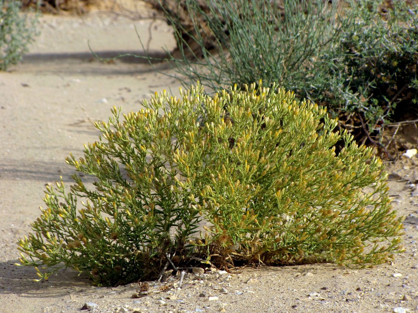 Image of Iphiona scabra specimen.