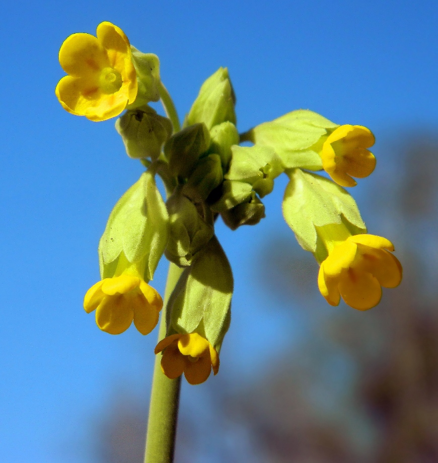 Image of Primula veris specimen.