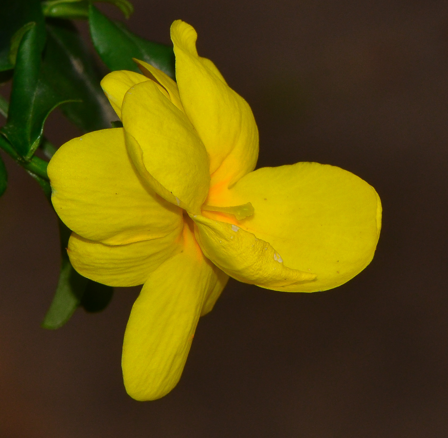 Image of Jasminum mesnyi specimen.