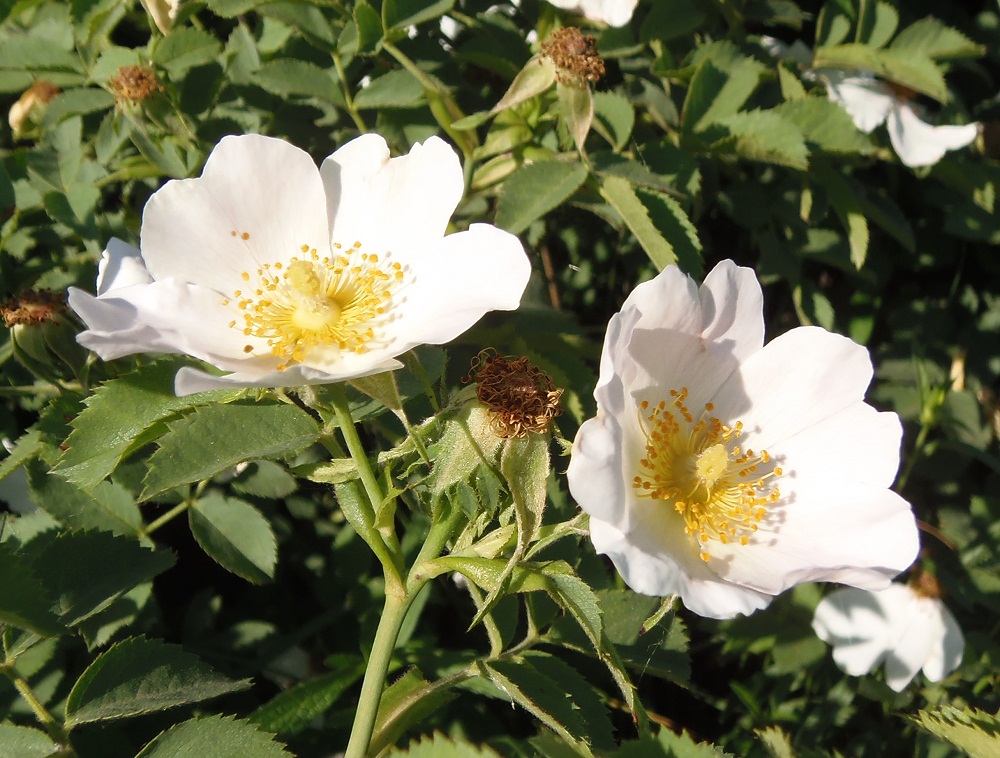 Image of genus Rosa specimen.