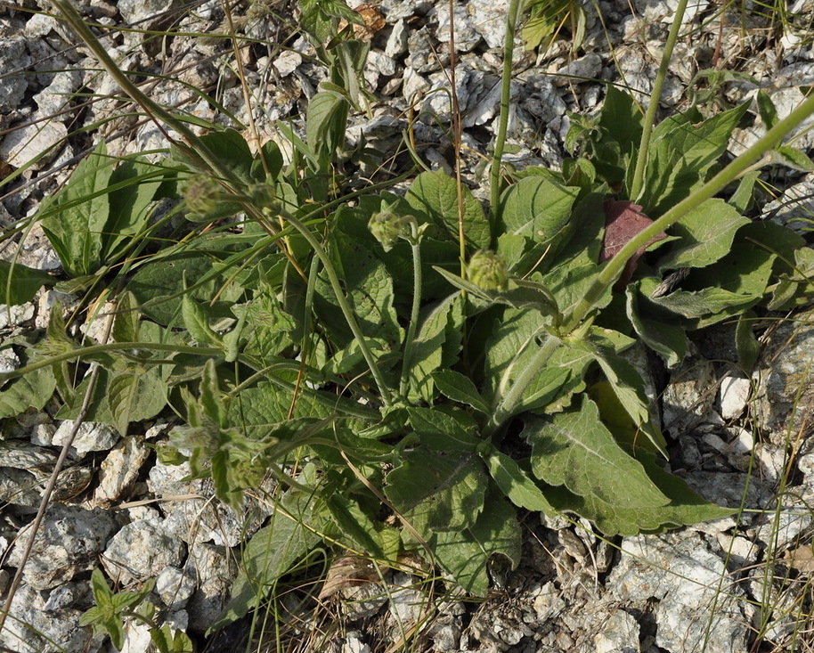 Image of Knautia ambigua specimen.