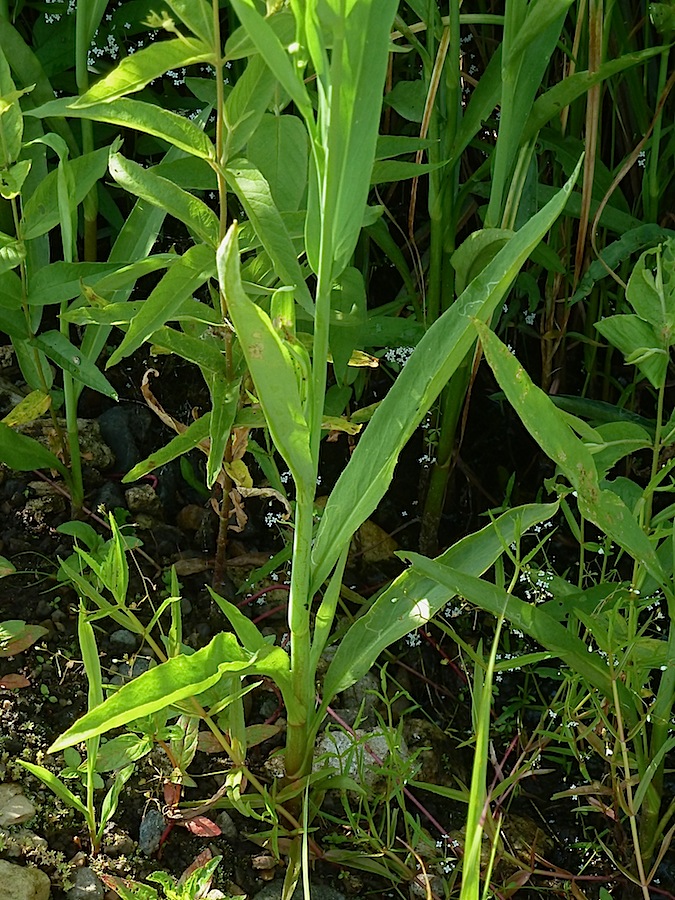 Image of Ranunculus lingua specimen.