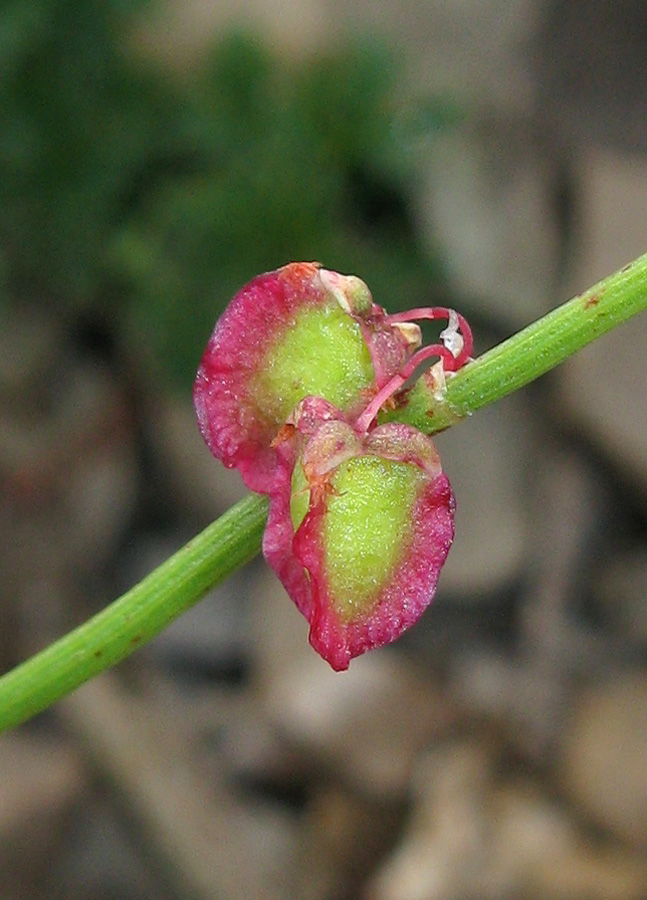 Изображение особи Rumex hastifolius.