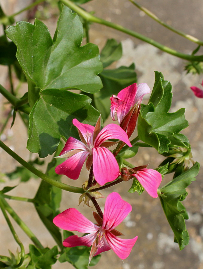 Image of Pelargonium peltatum specimen.