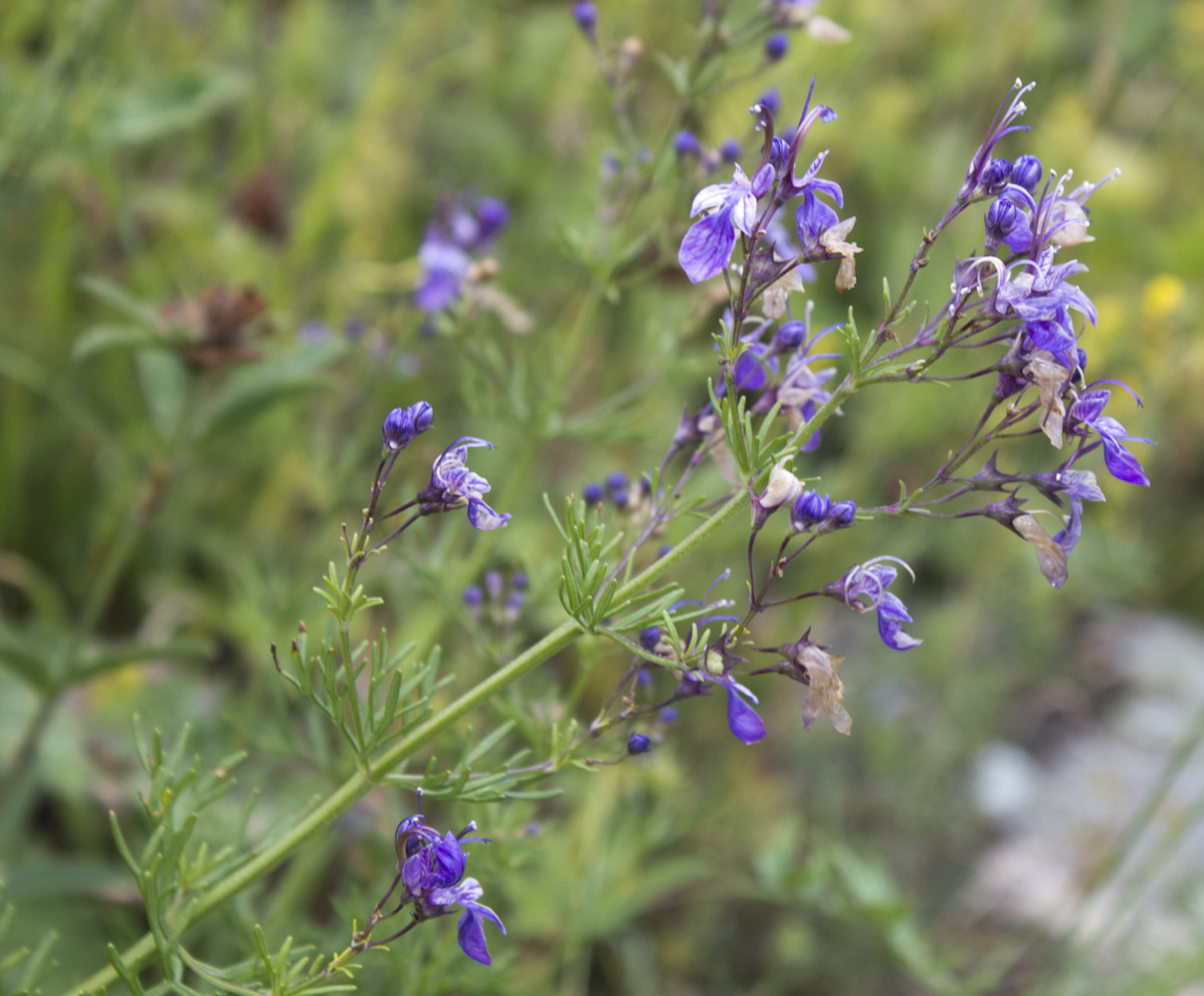 Image of Teucrium orientale specimen.