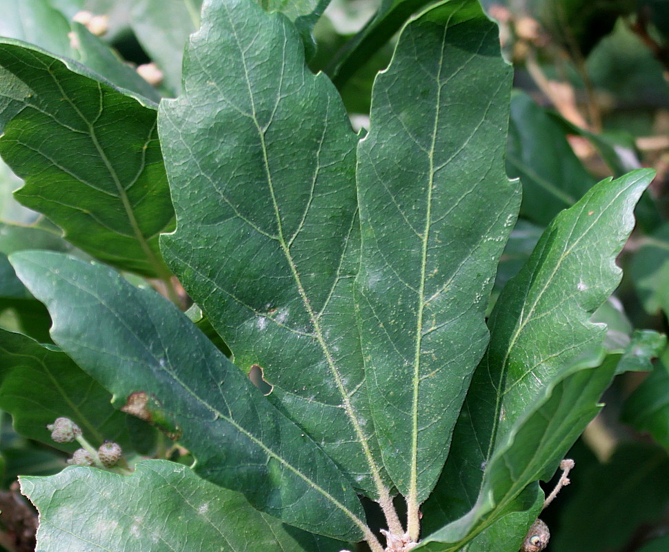 Image of Quercus &times; hispanica specimen.