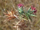 Carthamus glaucus