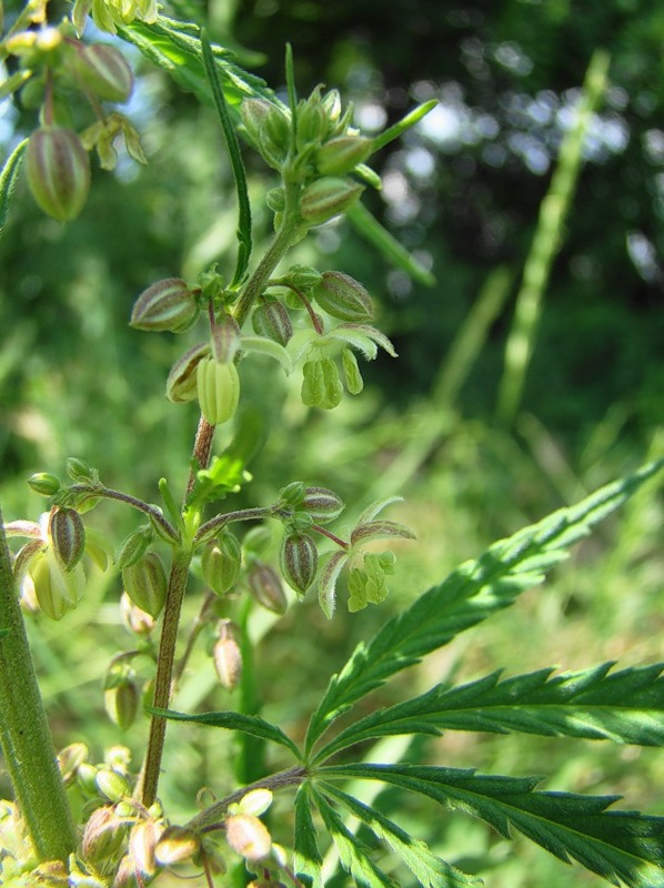 Image of Cannabis sativa specimen.