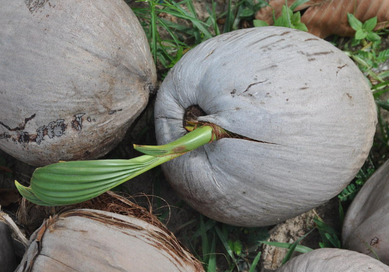 Изображение особи Cocos nucifera.