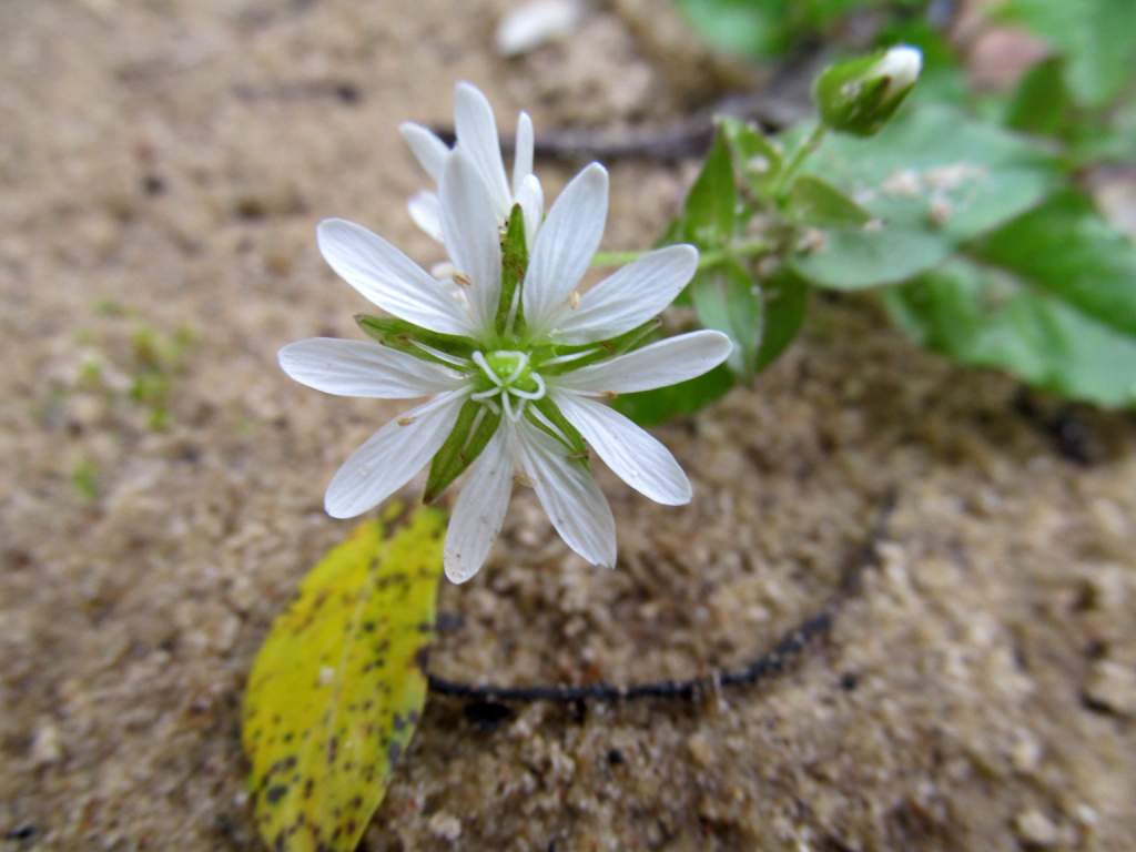 Image of Myosoton aquaticum specimen.