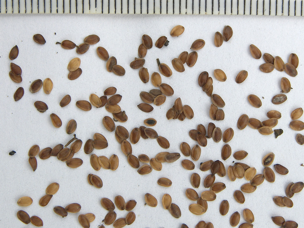 Как выглядят семена гелиопсиса фото