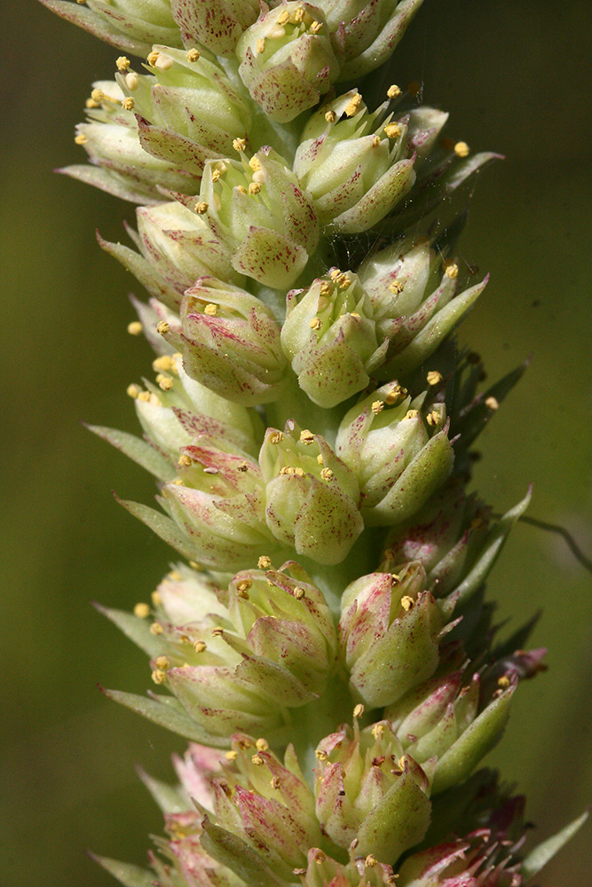 Image of Orostachys malacophylla specimen.