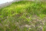 Scirpus radicans. Взрослое растение с молодыми розетками, развившимися из укоренившихся побегов. Томская обл., окр. г. Томск, берег озерца в пойме р. Томи. 27.08.2008.