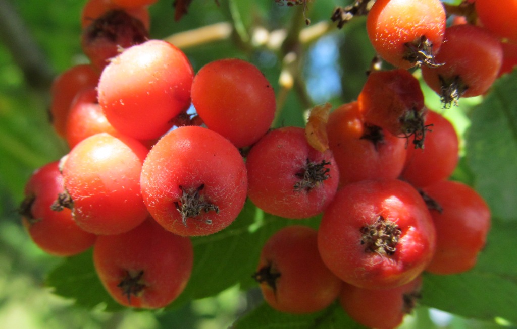 Image of Sorbus aucuparia specimen.