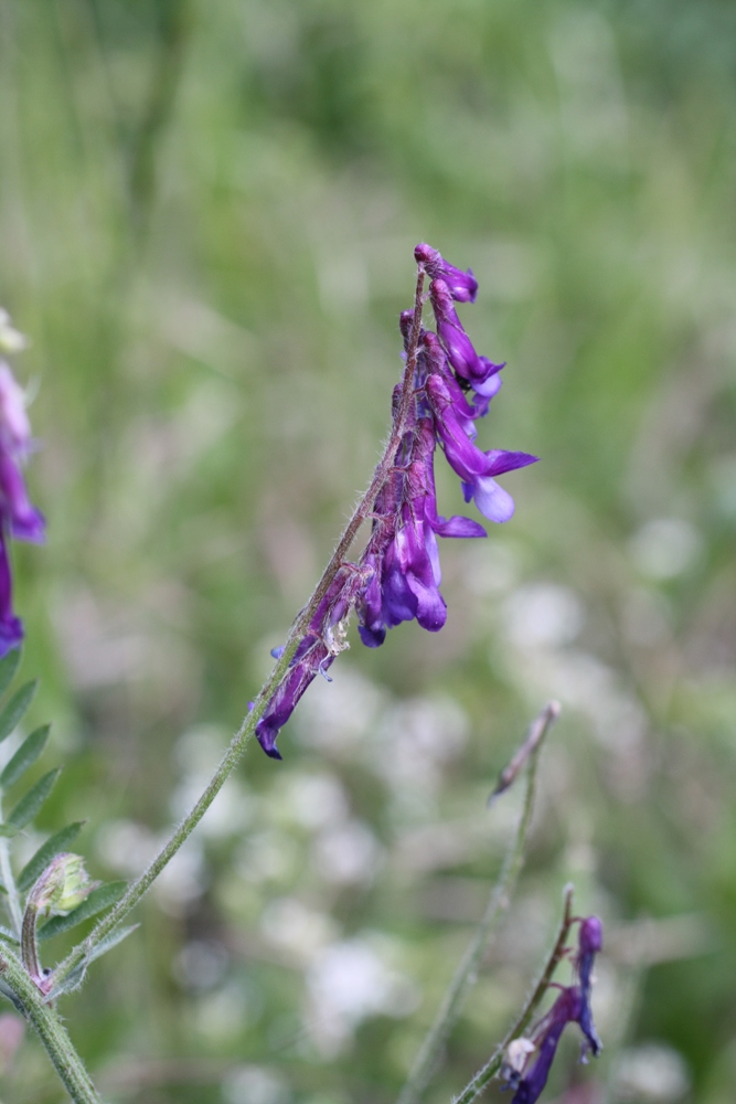 Image of Vicia villosa specimen.