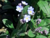 Myosotis amoena