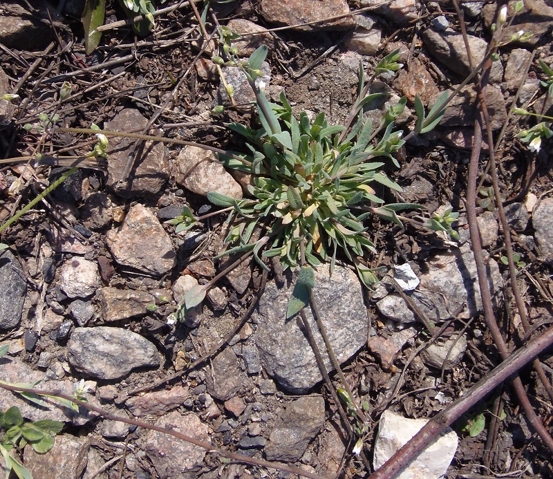 Image of Holosteum umbellatum specimen.