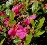 Rhododendron obtusum. Верхушки побегов с отцветающими цветками. Германия, г. Дюссельдорф, Ботанический сад университета. 04.05.2014.