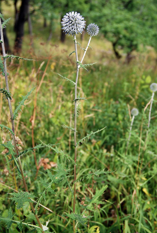 Image of Echinops sphaerocephalus specimen.