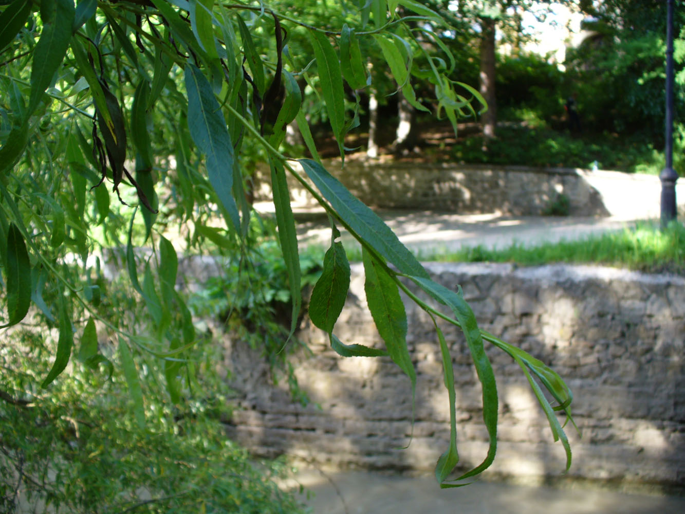 Image of genus Salix specimen.