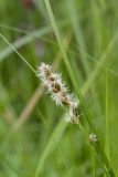 Carex disticha