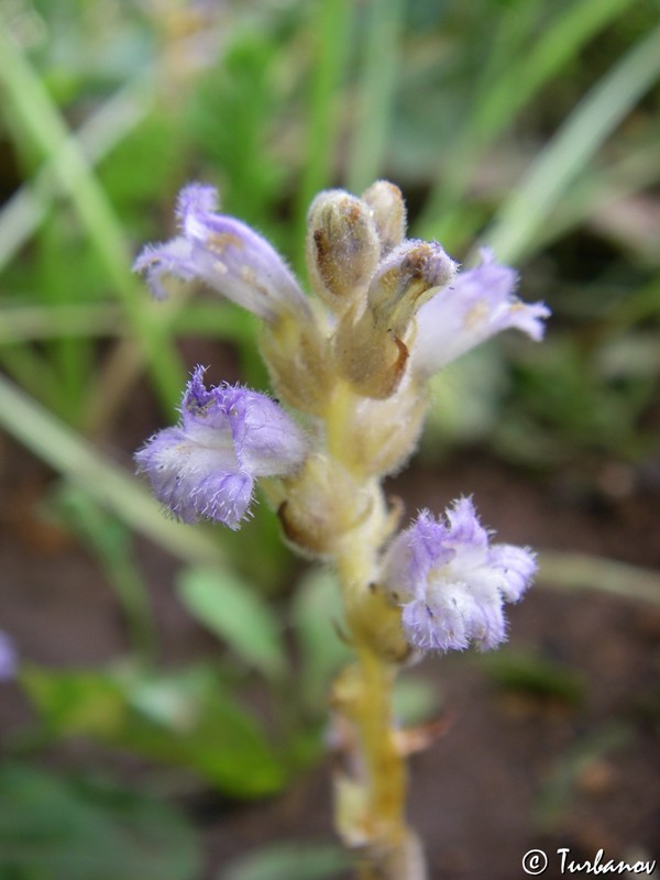 Image of Phelipanche ramosa specimen.