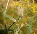 Crepis rhoeadifolia