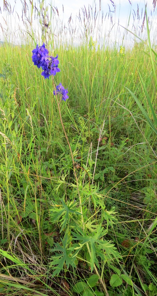 Image of Delphinium cyananthum specimen.