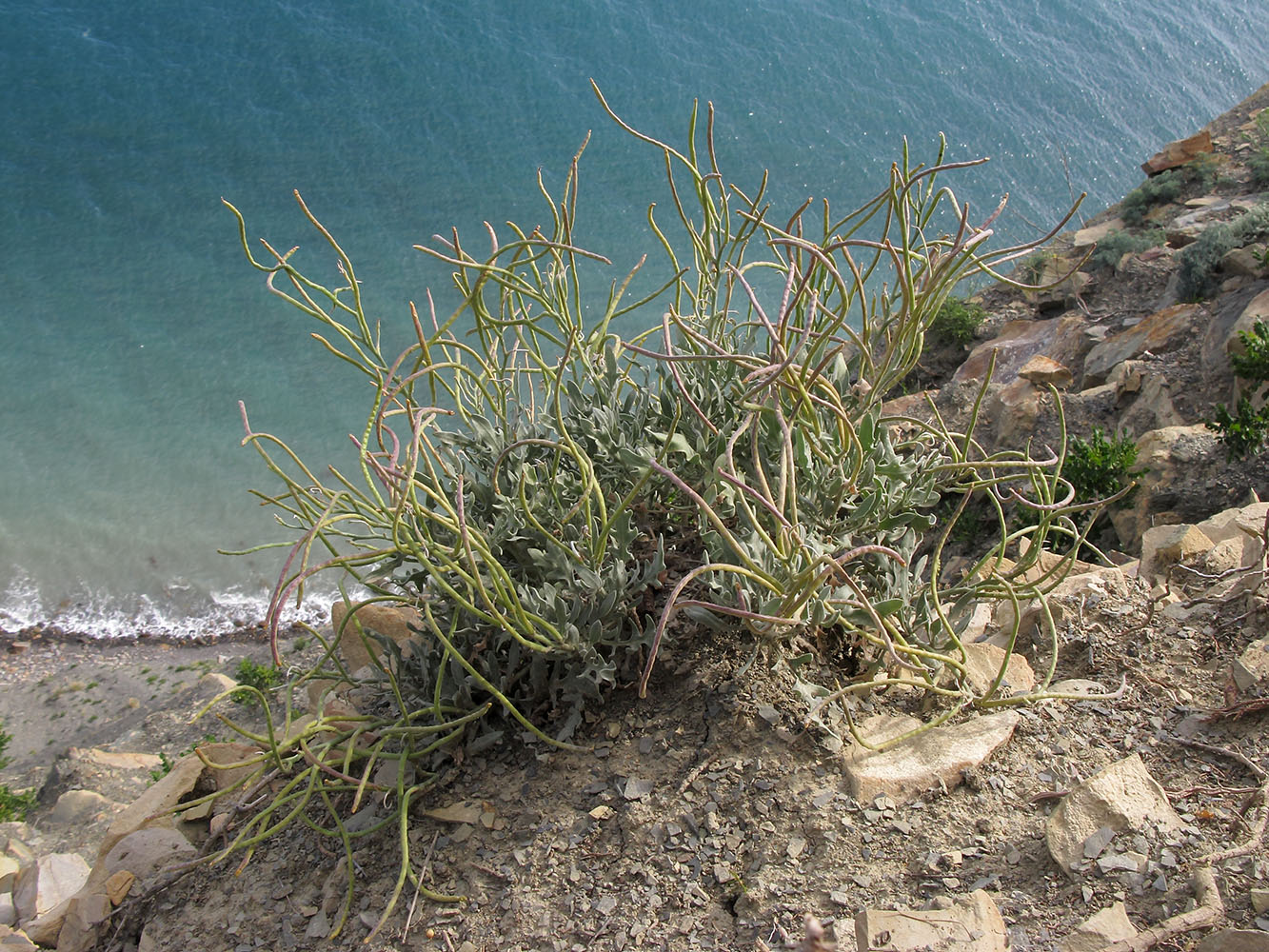 Image of Glaucium flavum specimen.