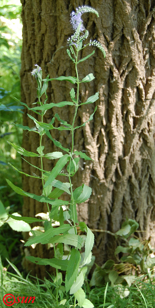 Image of Veronica longifolia specimen.